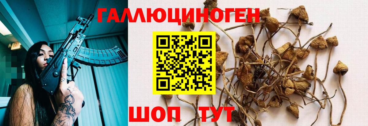 Псилоцибиновые грибы Psilocybine cubensis Норильск